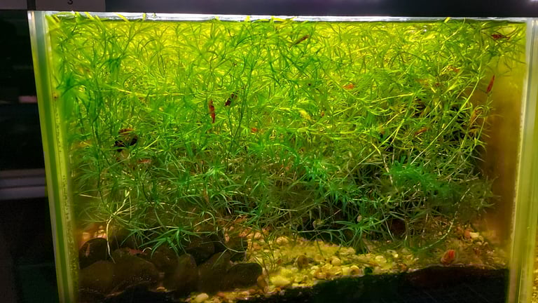 image for MASSIVE PROMOTION 150G Guppy Grass Najas Guadalupensis Aquarium Stem Plant 
