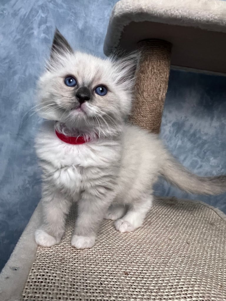 Ready Beautiful Ragdoll Kittens Blue Mitted and Chocolate Mitted