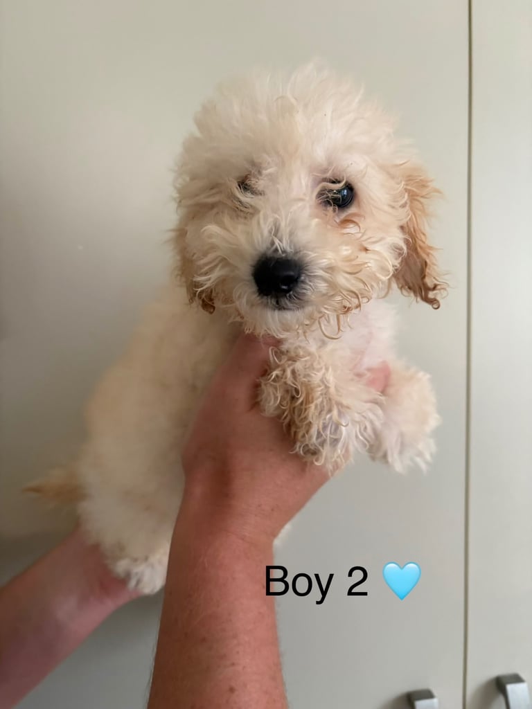 Poochon puppies