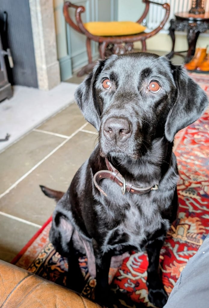 Outstanding Labrador Pupies For sale