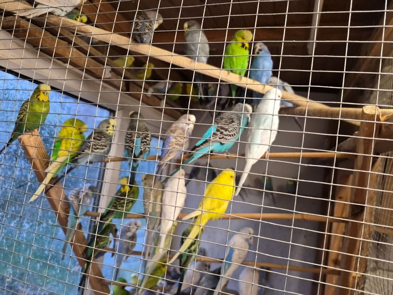 Budgies for sale 