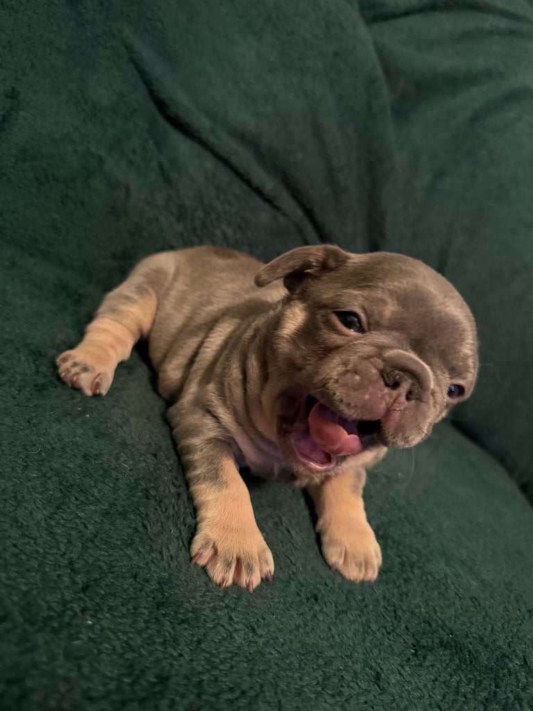 ADORABLE KC REGISTERED FRENCH BULLDOG PUPPIES – READY IN 4 WEEKS!