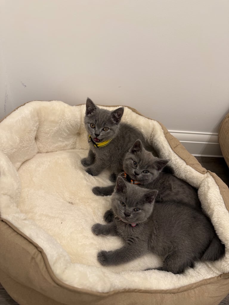 Gorgeous Blue Kittens – British Shorthair x Russian Blue Mix 