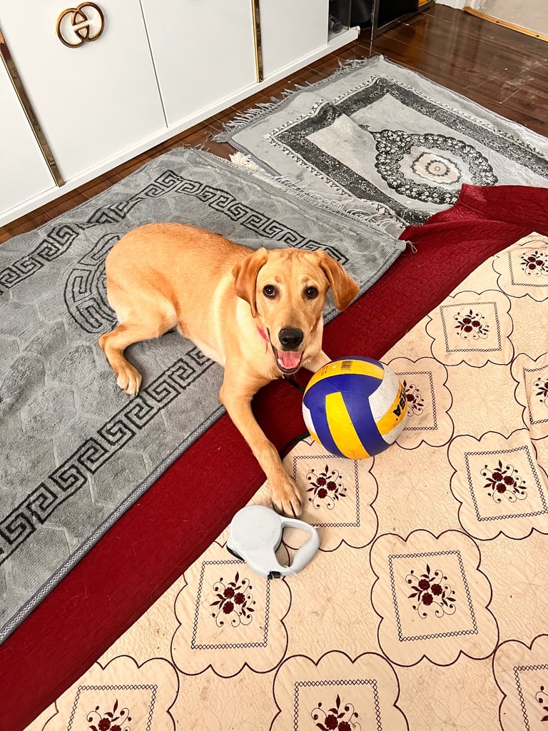 Loving Labrador for sale 