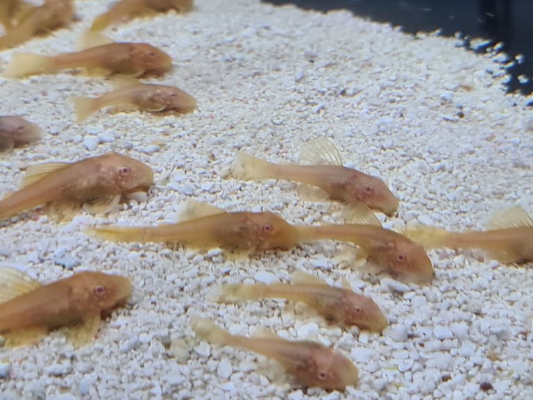 Baby gold bristlenose 