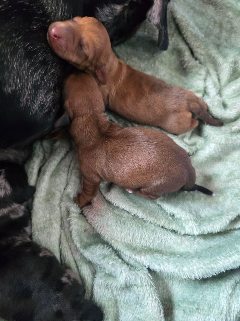 Full pedigree minature dachsund 