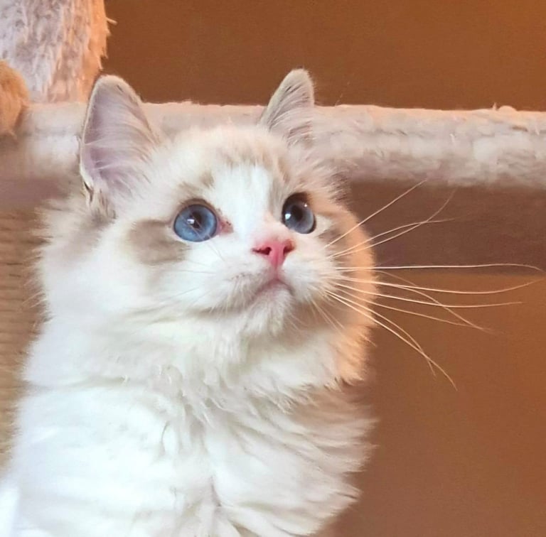 Ragdoll kittens gccf reg