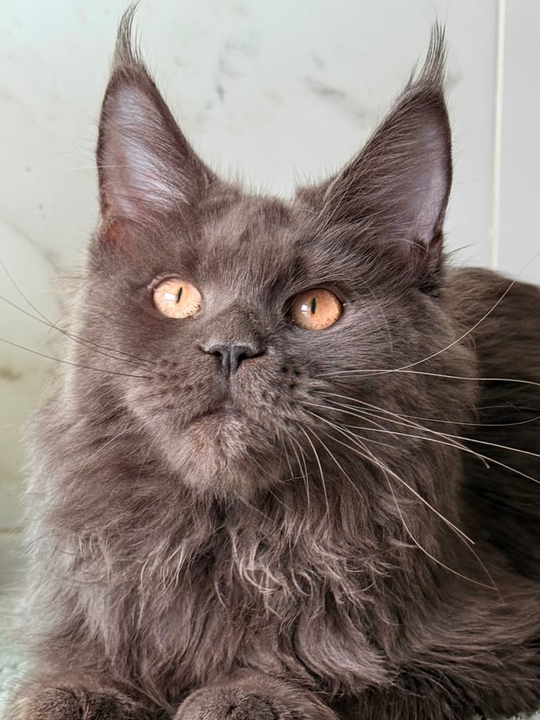 BLUE Main coon female kitten 