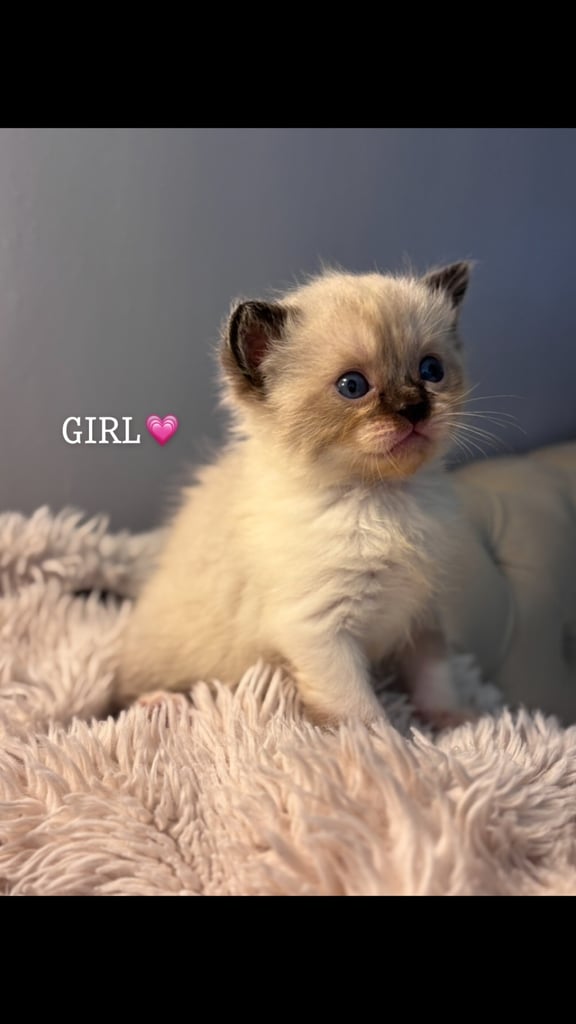 ONLY 2 LEFT! 🐾✨ Adorable Persian × Bengal Kittens Looking for Loving Homes! ✨🐾