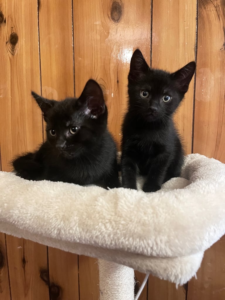 image for Pure black kittens