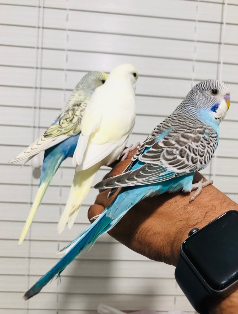 Beautiful colour’s Baby Budgies and other birds 