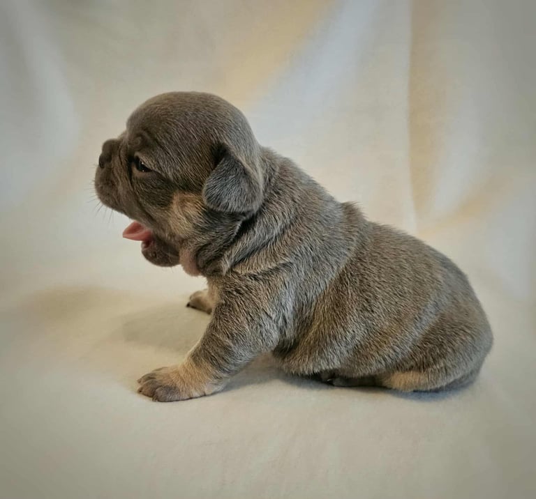 Generational Health tested French Bulldog Puppies (Only one boy and One Girl Left)
