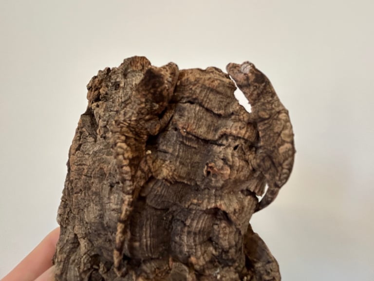 9 month old Chahoua geckos