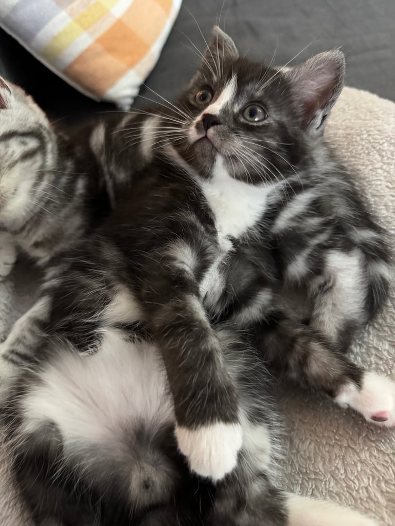 Maine Coon Mix Kittens - All Sold Now