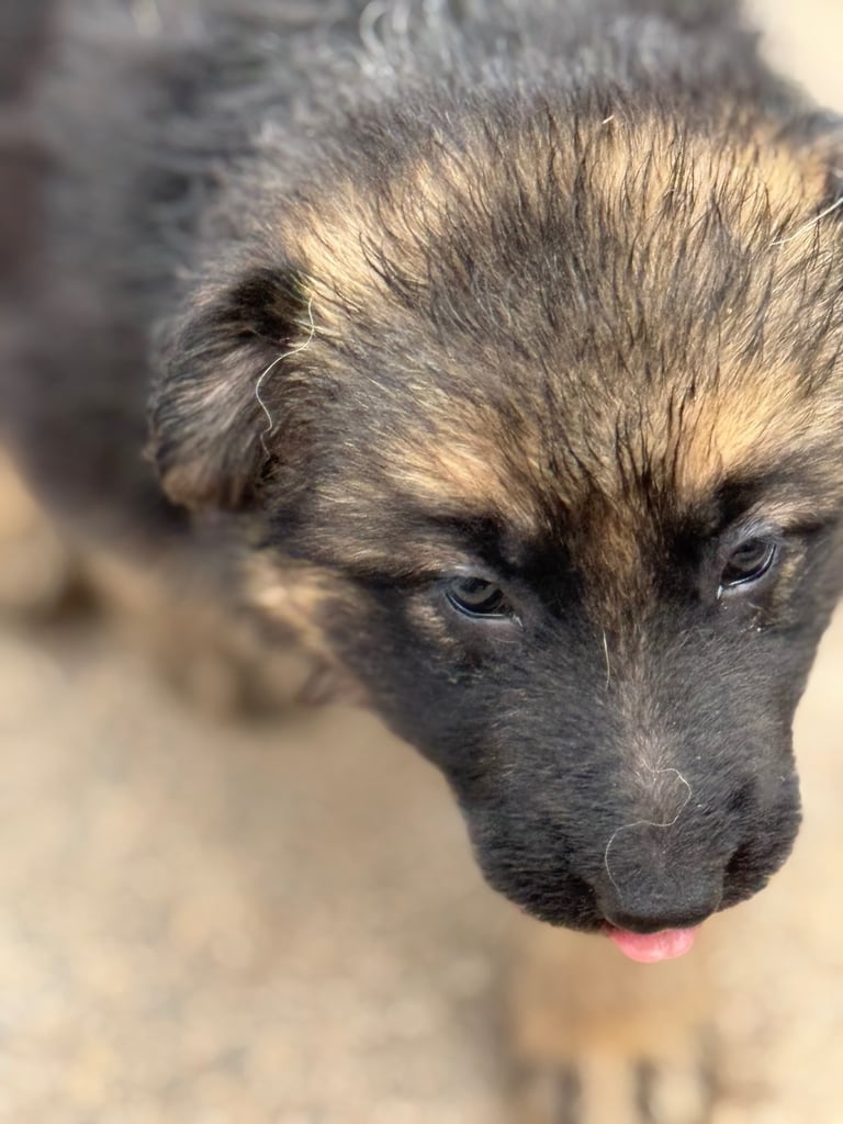 4 x bitches ready 1 week! 21/10/25 gsd pups German shepherd puppies! Lovely temperments! 