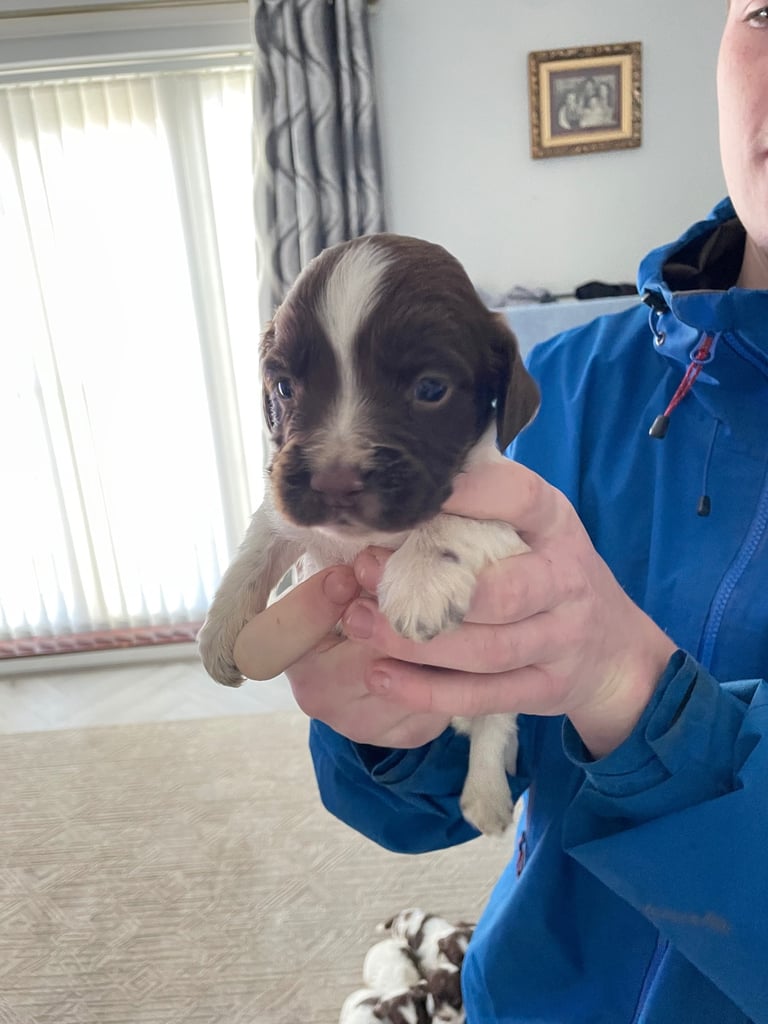 Springer spaniels for sale