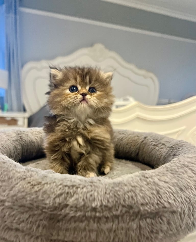 Gorgeous litter of 6 PKD Negative Persian kittens