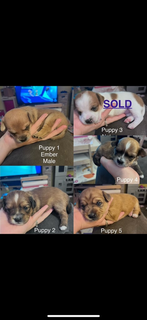 4 Jackchi puppies for sale 