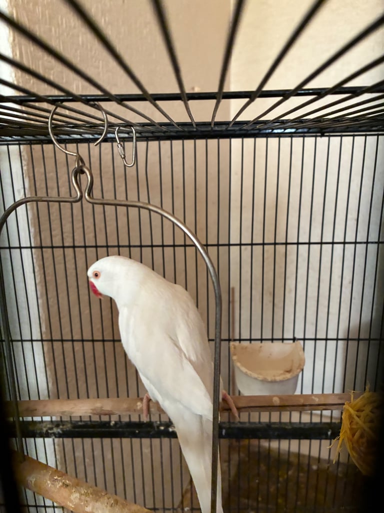 Birds and cages for sale 