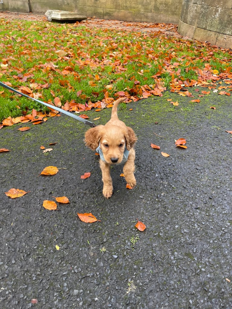 Gorgeous Friendly Cocker Spaniel 