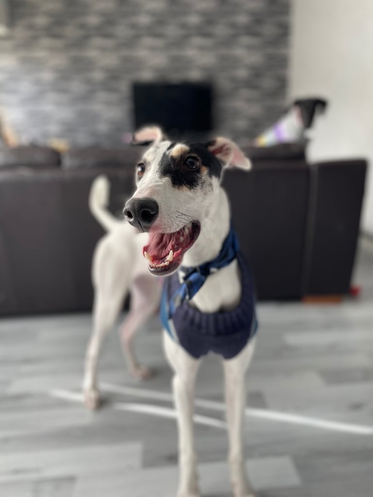Flash the lurcher 