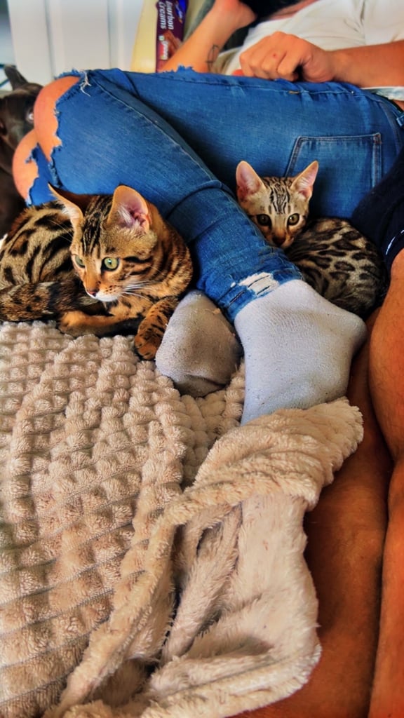 Bengal kittens 16 weeks 