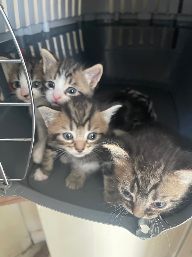 image for Kittens for sale