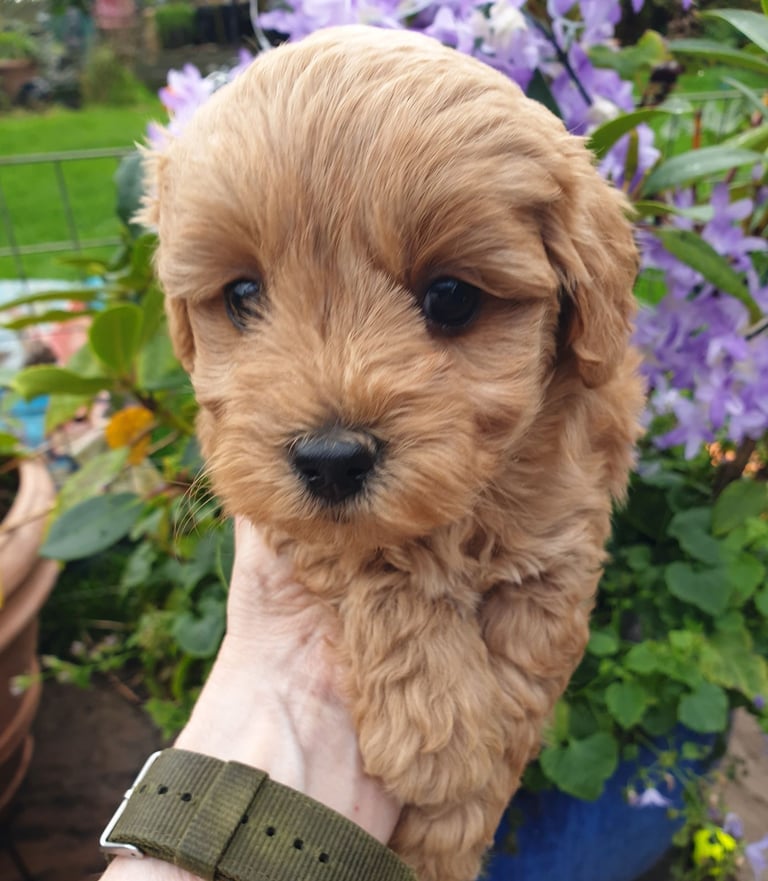 Maltipoo puppies 