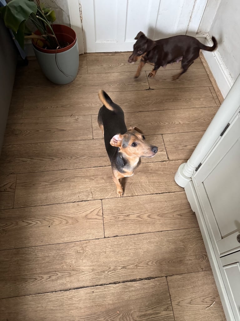 image for Miniature Jack Russell male. Twelve months old