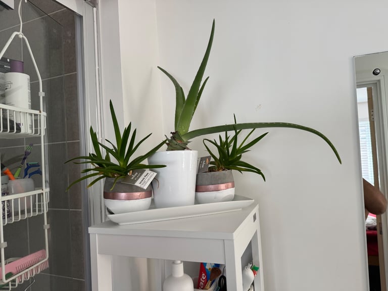 image for Indoor plants