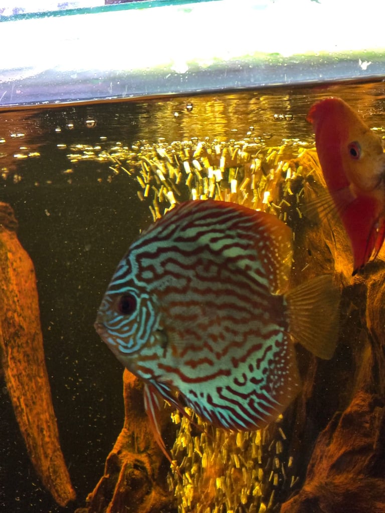 tropical fish, discus, red pleco, endlers guppies ,