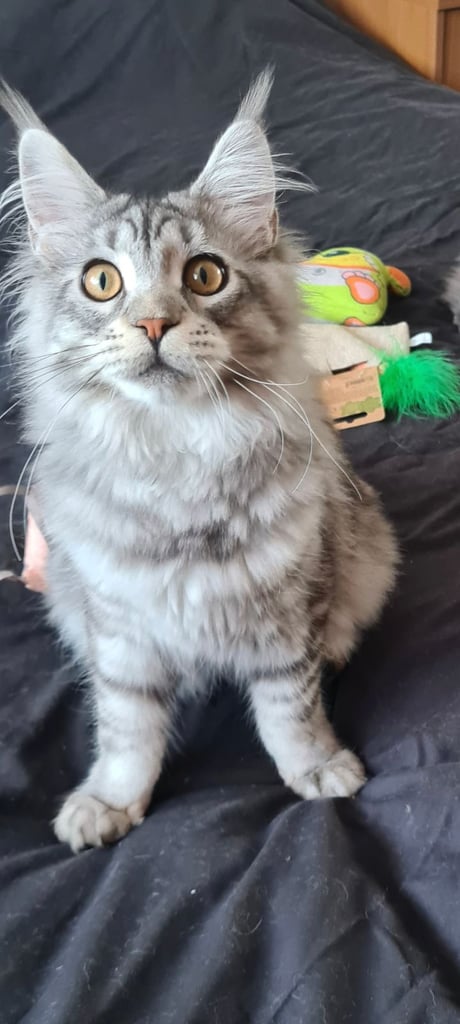 kittens sale in London