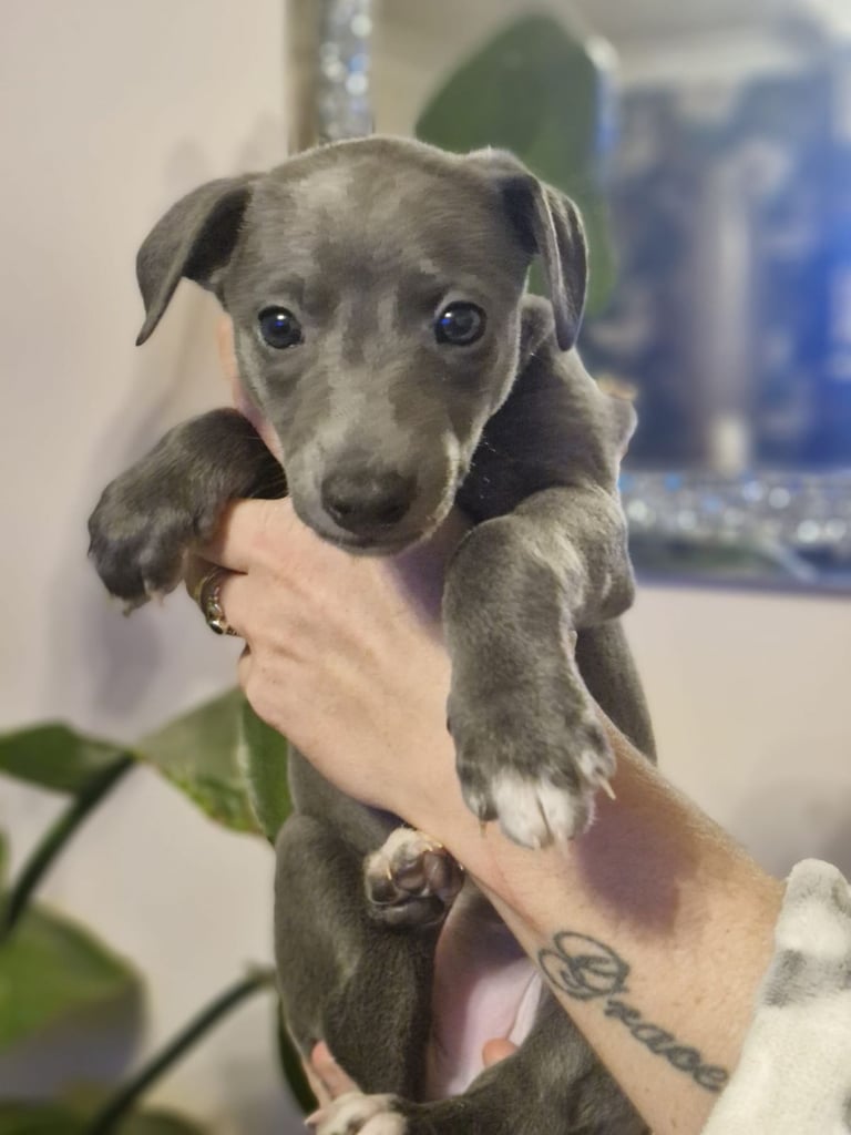 image for Blue whippet