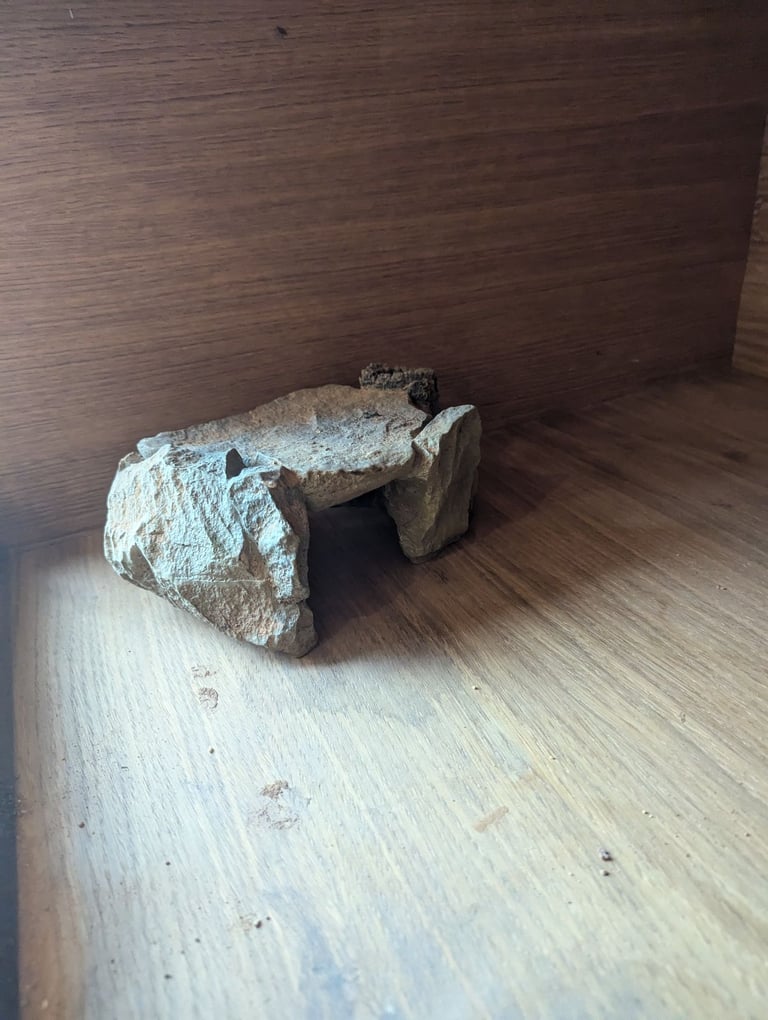 Huge custom reptile vivarium large enclosure 