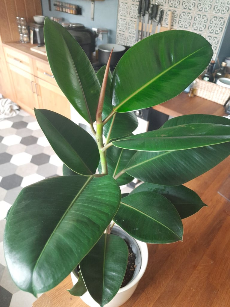 image for Big and healthy rubber tree