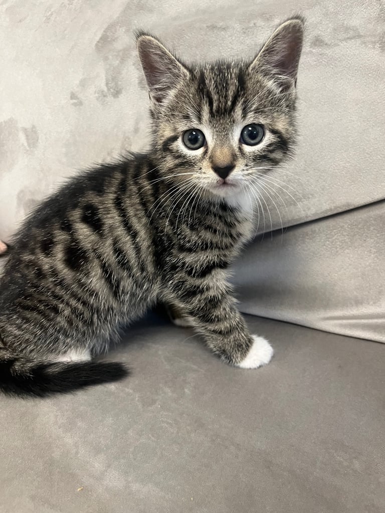 8weeks kitten ready to sell