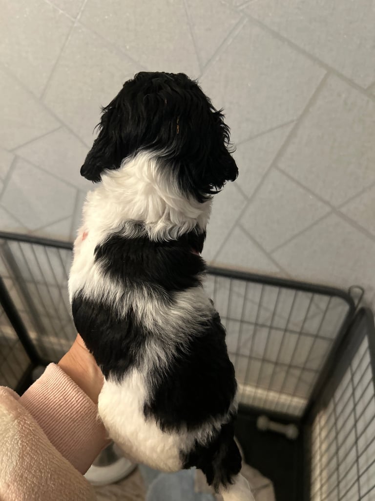 A beautiful little of 5 Cockerpoos 