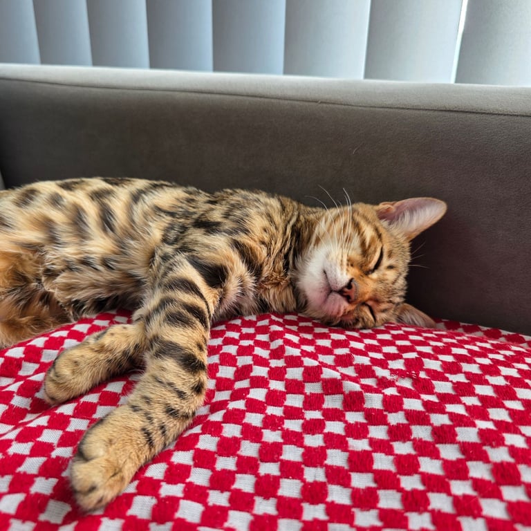 Bengal Female Kitten