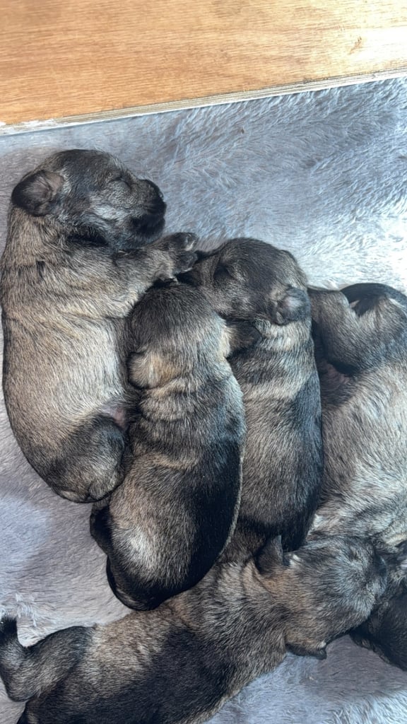 image for Miniature schnauzers salt&pepper