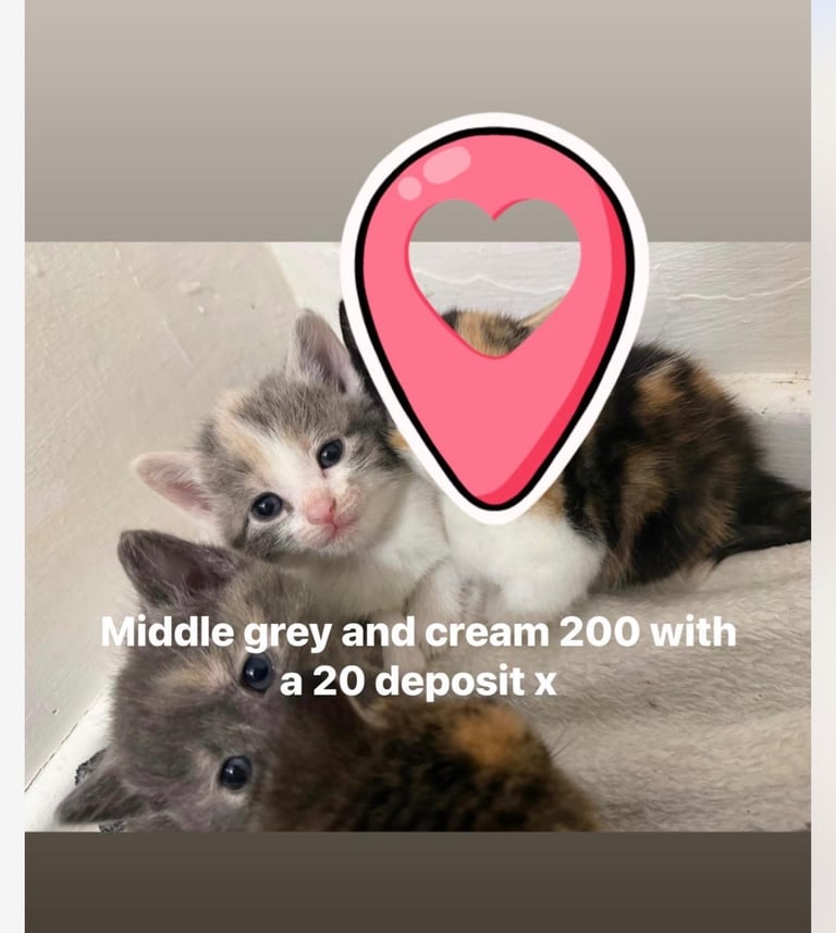 Kittens ready to leave 1st November 