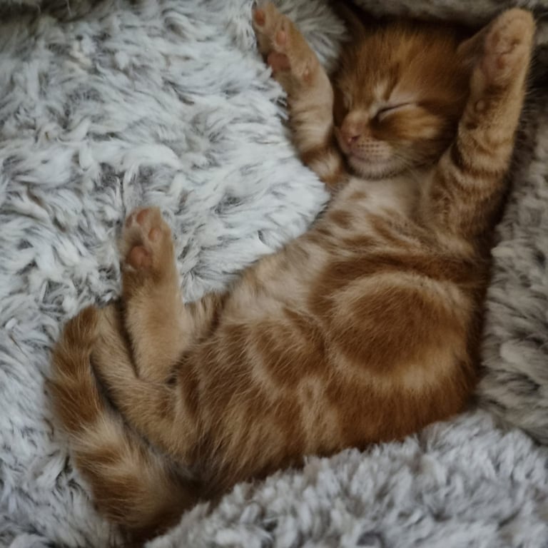 Little Kitty  - a Boy