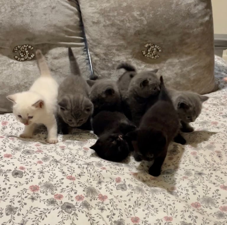 British short haired kittens