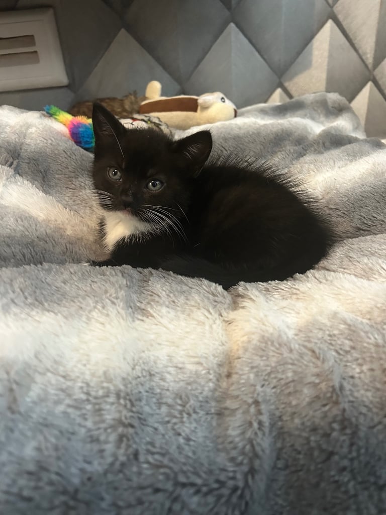 8 week old girl and boy kitten 🐈‍⬛ 