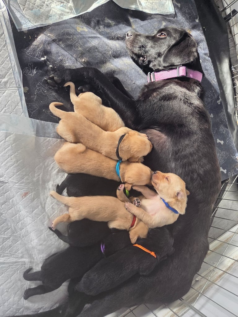 Labrador puppies 