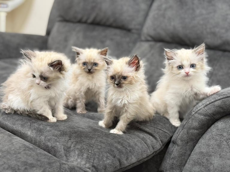 Ragdoll Kittens Forsale