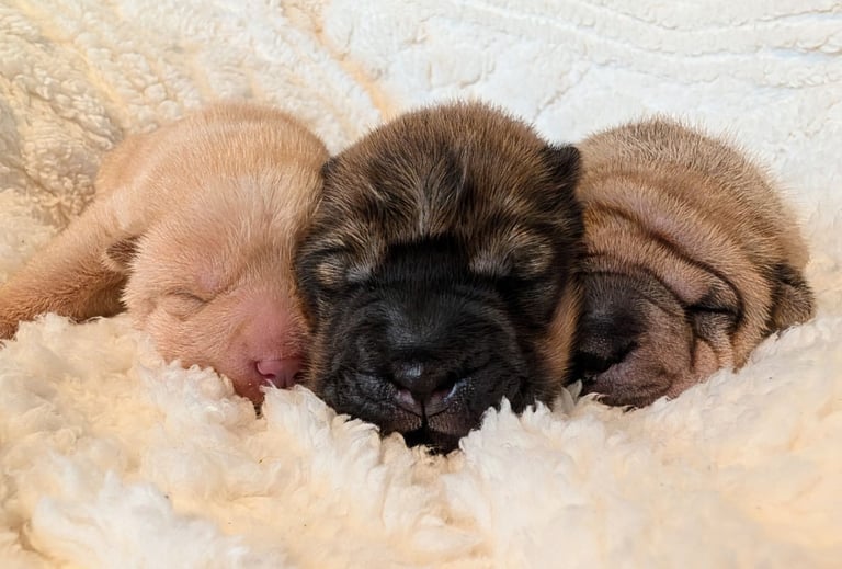 Only 1 Left! Beautiful Champion Shar pei puppies 