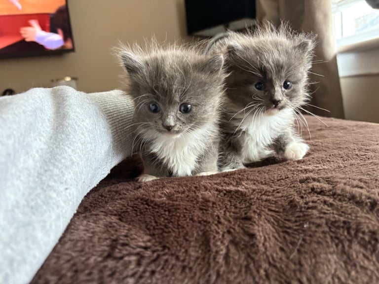 Beautiful Russian blue x British shorthair kittens 