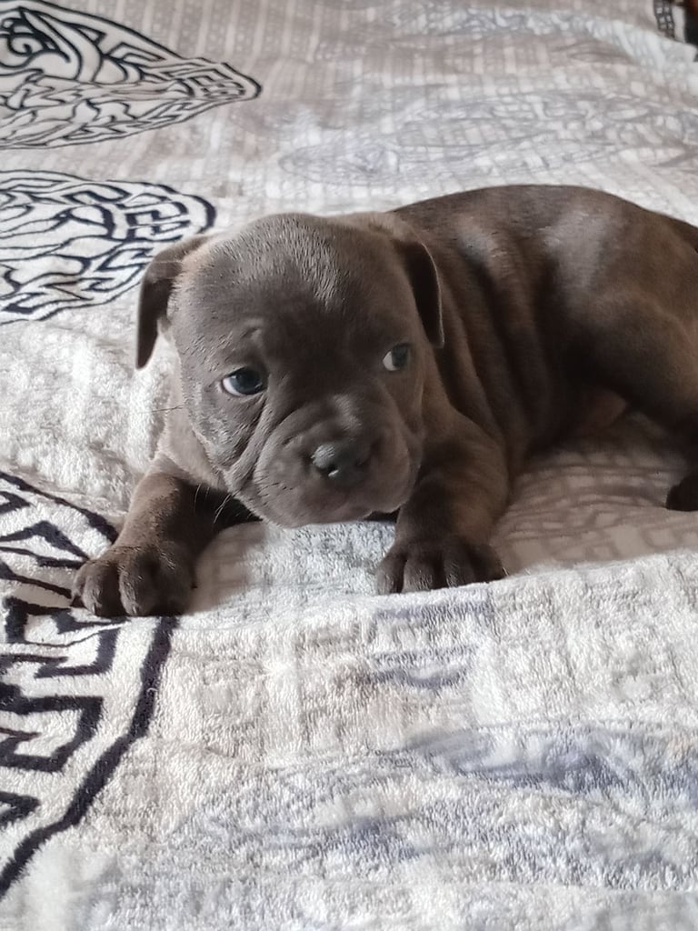 KC Registered staffordshire bull terrier blue brindle.  2 puppy left