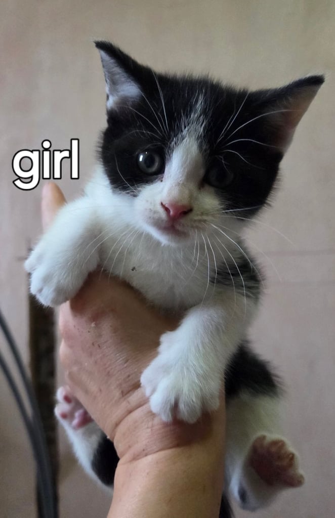 image for 3 gorgeous kittens 