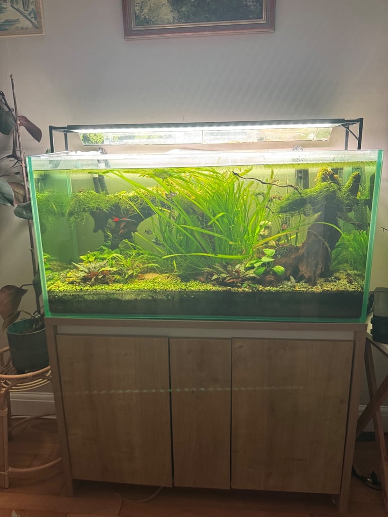 Beautiful Planted Aquarium Setup – Complete with Stand, Fluval 407 Filter & Accessories (£1,200+)